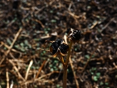 Zephyranthes monantha