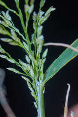 Eragrostis amabilis