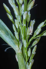 Eragrostis amabilis