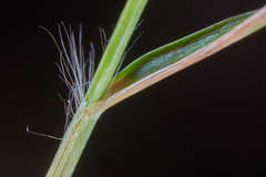 Eragrostis amabilis