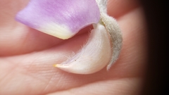 Lupinus grayi