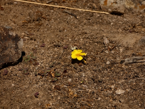Oxalis perdicaria