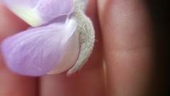 Lupinus grayi