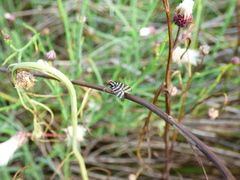 Pterotaenia