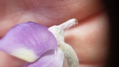 Lupinus grayi
