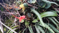 Masdevallia amabilis