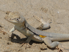 Microlophus thoracicus