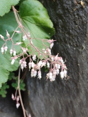 Heuchera longipetala