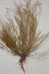 Eragrostis amabilis