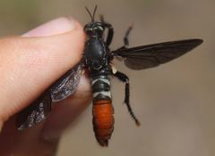 Prolepsis tristis