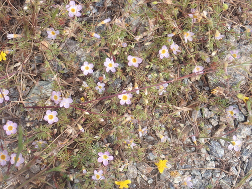 Image of Thread Linanthus (Leptosiphon filipes) by no rights reserved