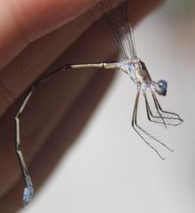 Lestes vidua