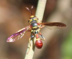 Monoceromyia floridensis