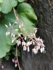 Heuchera longipetala