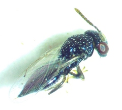Lyrcus