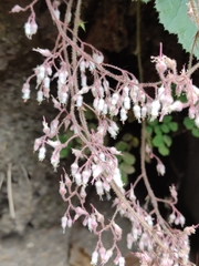 Heuchera longipetala