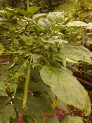 Brugmansia suaveolens