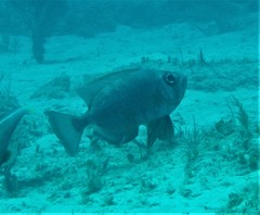 Priacanthidae