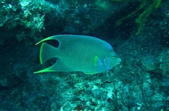 Holacanthus bermudensis