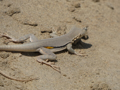 Microlophus thoracicus