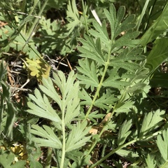 Geum triflorum ciliatum