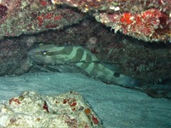 Epinephelus striatus