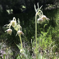 Geum triflorum ciliatum