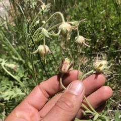 Geum triflorum ciliatum
