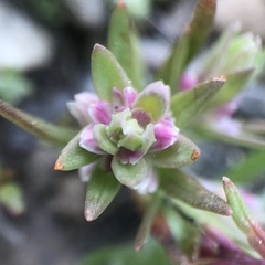 Polygonum polygaloides