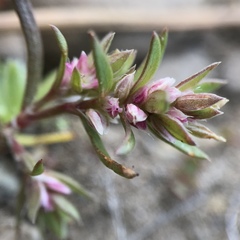 Polygonum polygaloides