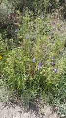 Penstemon laetus leptosepalus