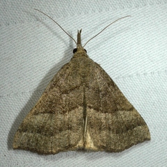 Hypena atomaria