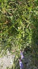Penstemon laetus leptosepalus