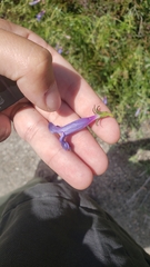 Penstemon laetus leptosepalus