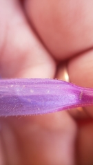 Penstemon laetus leptosepalus