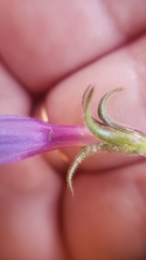 Penstemon laetus leptosepalus
