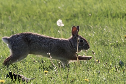 Eastern Cottontail photographed in Nebraska