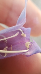 Penstemon laetus leptosepalus