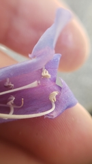 Penstemon laetus leptosepalus