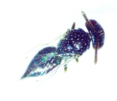 Lyrcus