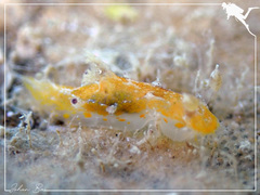 Plocamopherus pecoso