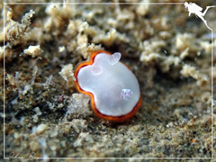 Goniobranchus rubrocornutus