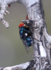 Chrysomya marginalis