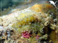 Sclerodoris apiculata