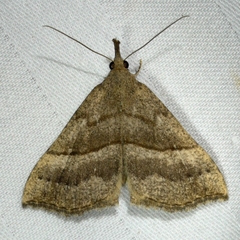Hypena atomaria