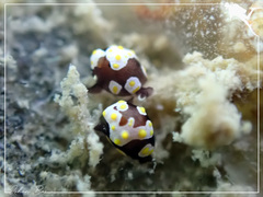 Colpodaspis thompsoni