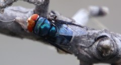 Chrysomya marginalis