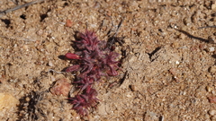 Chorizanthe polygonoides longispina