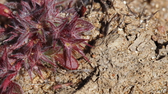 Chorizanthe polygonoides longispina