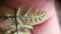 Pentagramma triangularis semipallida
